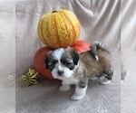 Puppy Hazel Lhasa Apso