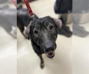 German Shepherd Dog-Unknown Mix Dogs for adoption in Center Township, PA, USA