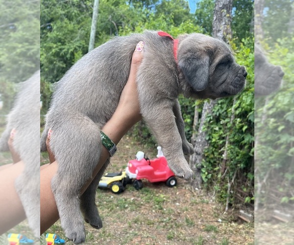 Medium Photo #10 Cane Corso Puppy For Sale in LIBERTY, NC, USA
