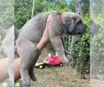 Small #9 Cane Corso