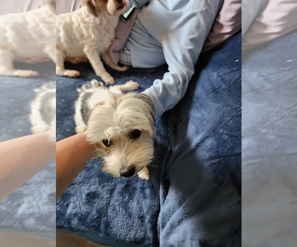 Medium Photo #1 Dorkie Puppy For Sale in BARGERSVILLE, IN, USA