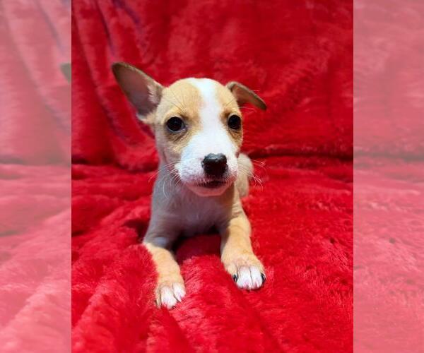 Medium Photo #5 Labrador Retriever-Unknown Mix Puppy For Sale in Plainfield, IL, USA