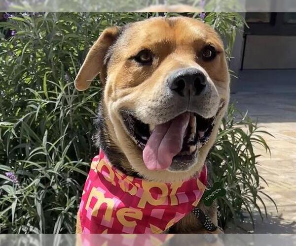 Medium Photo #1 Mutt Puppy For Sale in Ojai, CA, USA