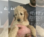 Small #3 Cock-A-Poo-Goldendoodle Mix