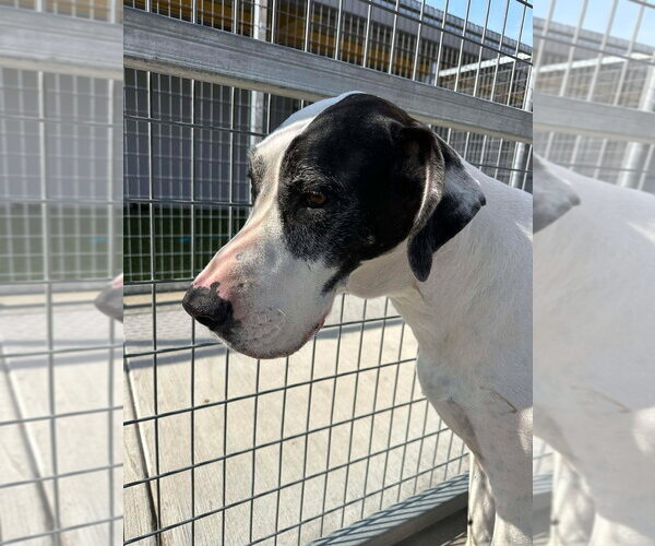 Medium Photo #2 Great Dane Puppy For Sale in Bullard, TX, USA
