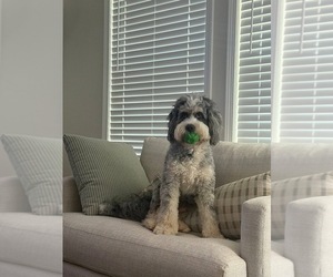 Father of the Bernedoodle puppies born on 03/02/2026