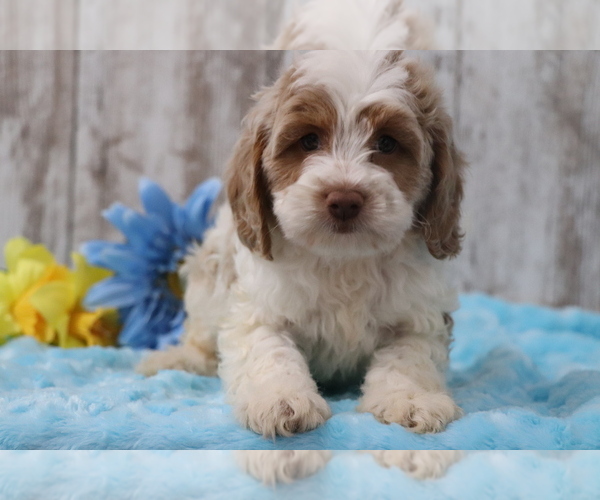 Medium Photo #5 Cocker Spaniel-Poodle (Miniature) Mix Puppy For Sale in SHILOH, OH, USA