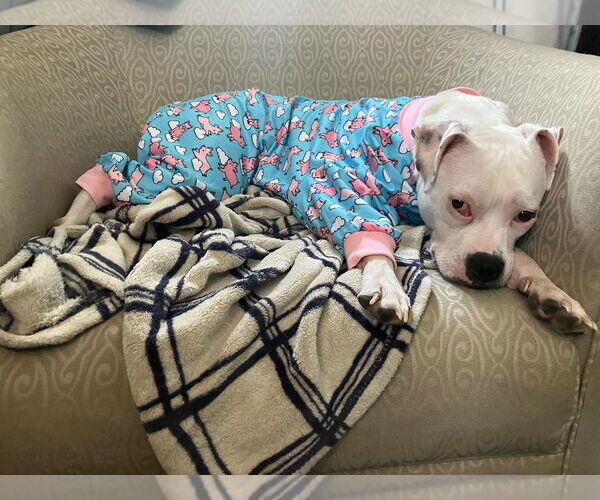 Medium Photo #2 Mutt Puppy For Sale in Plainfield, IL, USA