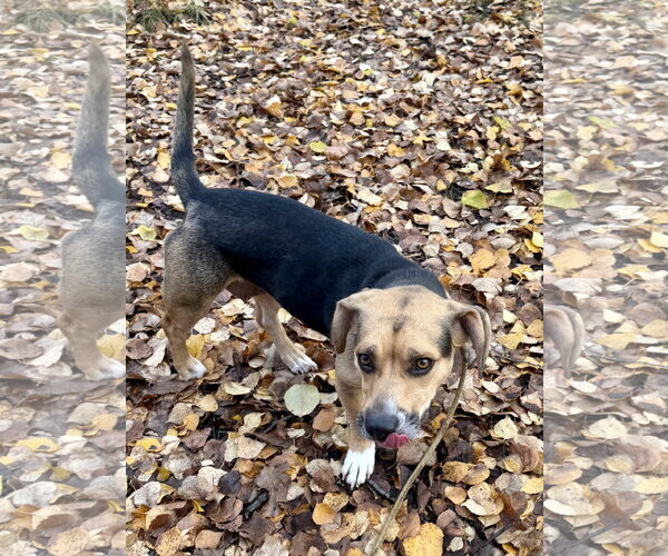 Medium Photo #3 Beagle-Unknown Mix Puppy For Sale in Anchorage, AK, USA