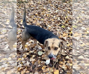 Wiggles - Female Beagle-Unknown Mix Dog for Adoption - Photo #3