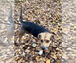 Small Photo #3 Beagle-Unknown Mix Puppy For Sale in Anchorage, AK, USA