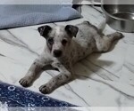 Image preview for Ad Listing. Nickname: Litter of 5