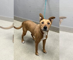 Labrador Retriever-Unknown Mix Dogs for adoption in Las Vegas, NV, USA