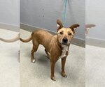 *SCOOBY - Male Labrador Retriever-Unknown Mix Dog for Adoption - Small photo