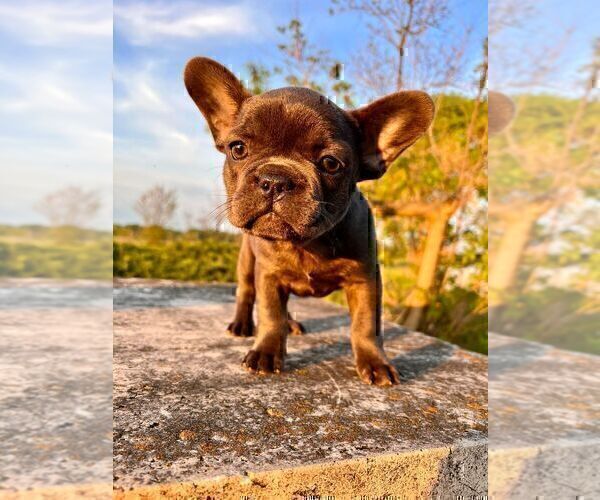 Medium Photo #1 French Bulldog Puppy For Sale in BROOKLYN, NY, USA
