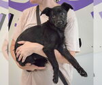 Small #1 German Shepherd Dog Mix