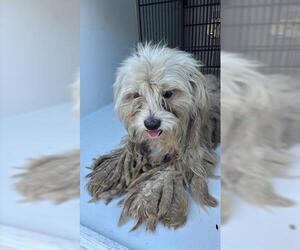 Shih Tzu-Unknown Mix Dogs for adoption in Houston, TX, USA