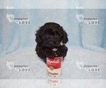 Small #2 YorkiePoo