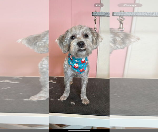 Medium Photo #1 Mutt Puppy For Sale in Queen Creek, AZ, USA