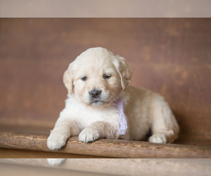 English Cream Golden Retriever Puppy for sale in WHITE SALMON, WA, USA