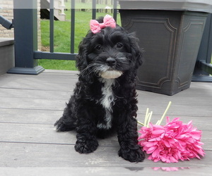 Cockapoo Puppy for sale in MILLERSBURG, OH, USA