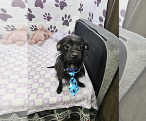 Chihuahua-Unknown Mix Dogs for adoption in Metairie, LA, USA