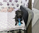 Small Chihuahua Mix