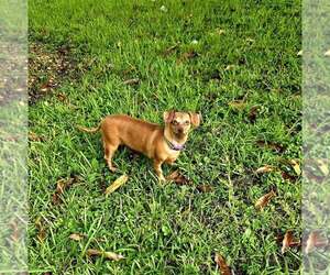 Brookie - Female Dachshund Dog for Adoption - Photo #15