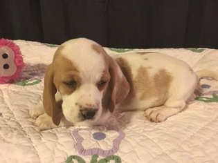 Basset Hound Puppy for sale in TAYLORS, SC, USA