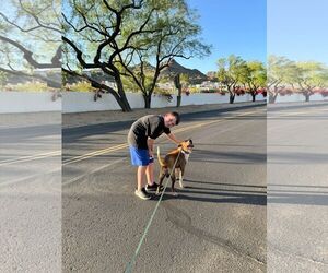 ACE - Male Red Heeler-Unknown Mix Dog for Adoption - Photo #5
