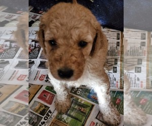 Goldendoodle-Poodle (Standard) Mix Puppy for sale in CROTHERSVILLE, IN, USA