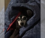 Matilda - Female Chihuahua-Unknown Mix Dog for Adoption - Small photo