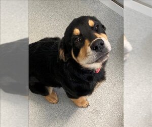 Bernese Mountain Dog-Unknown Mix Dogs for adoption in Fayetteville, NC, USA