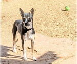 Small #1 Australian Kelpie Mix