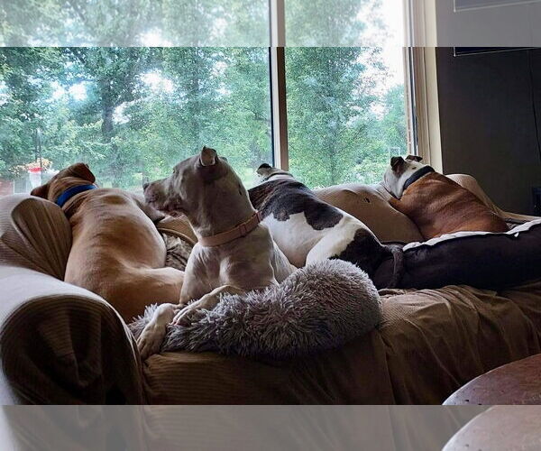 Medium Photo #23 American Pit Bull Terrier-Unknown Mix Puppy For Sale in Germantown, OH, USA