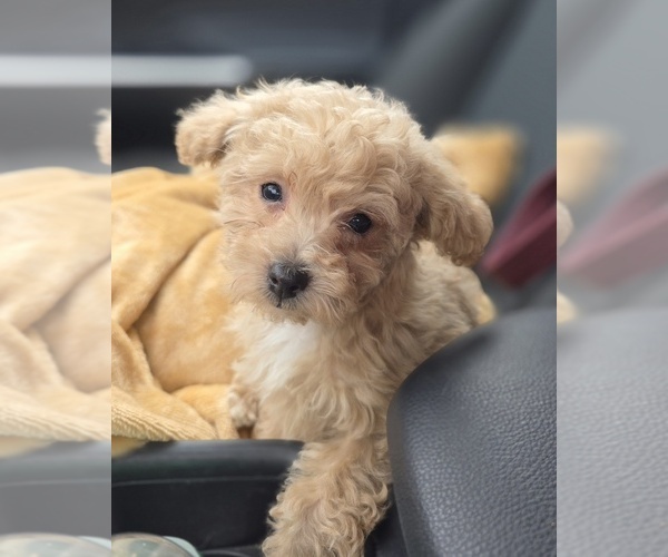 Medium Photo #13 Poodle (Toy) Puppy For Sale in DYERSBURG, TN, USA