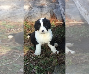 Sheepadoodle Puppy for sale in BOWLING GREEN, KY, USA