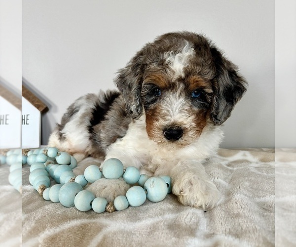Medium Photo #6 Miniature Bernedoodle-Poodle (Miniature) Mix Puppy For Sale in INDIANAPOLIS, IN, USA
