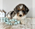 Small #5 Miniature Bernedoodle-Poodle (Miniature) Mix