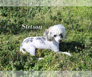 Poodle (Miniature) Puppy for sale in CHANUTE, KS, USA