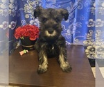 Small #15 Schnauzer (Miniature)