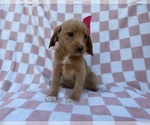 Small #2 Beagle-Labradoodle Mix