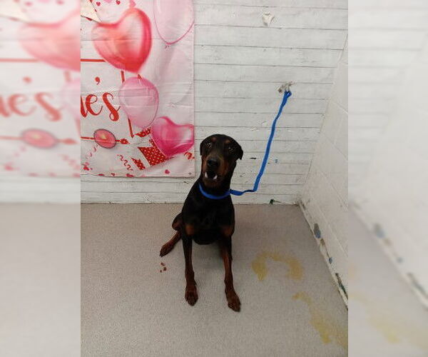 Medium Photo #1 Doberman Pinscher Puppy For Sale in San Bernardino, CA, USA