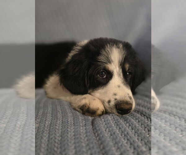 Medium Photo #5 Great Pyrenees Puppy For Sale in Spring, TX, USA
