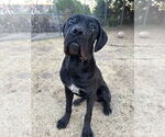 Small #8 Mutt