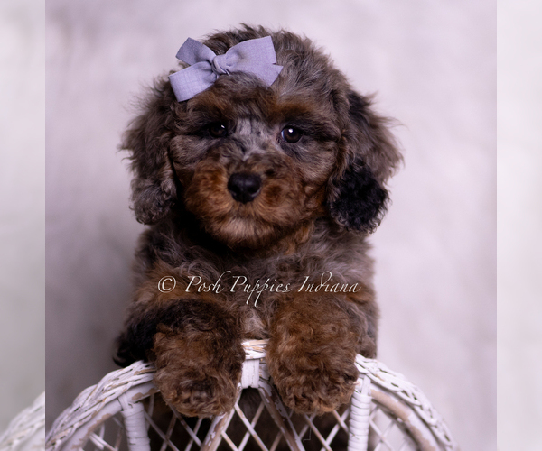 Medium Photo #14 Poodle (Miniature) Puppy For Sale in WARSAW, IN, USA