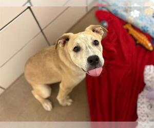 Labrador Retriever-Unknown Mix Dogs for adoption in Fort Wayne, IN, USA