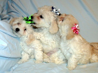 Maltipoo Puppy for sale in ALAMEDA, NM, USA