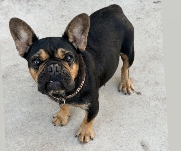 Medium Photo #1 French Bulldog Puppy For Sale in RIVERSIDE, CA, USA