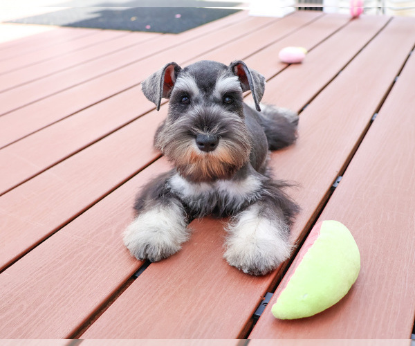 Medium Photo #7 Schnauzer (Miniature) Puppy For Sale in SYRACUSE, IN, USA